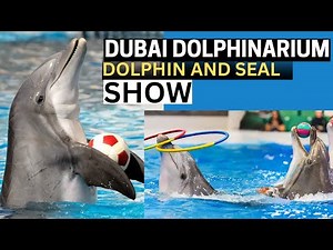 Dubai Dolphinarium | Dubai Dolphin and Seal Show | Dubai Tourist attractions | Creek Park