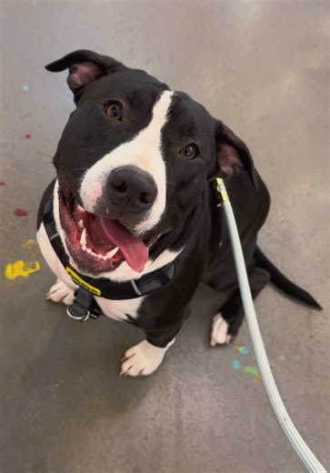 Understanding Pit Bull Behavior and Ownership