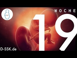 19th week of pregnancy ✪ D-SSK.de