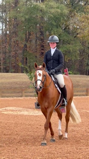 Milestone TM - Large Pony