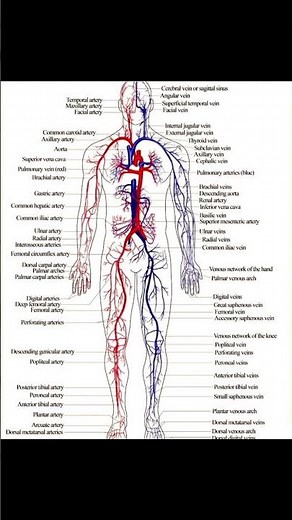 The Human Vascular Network