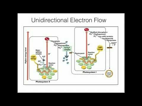 Cytochrome b6f: Proton Pumping and ATP Synthesis