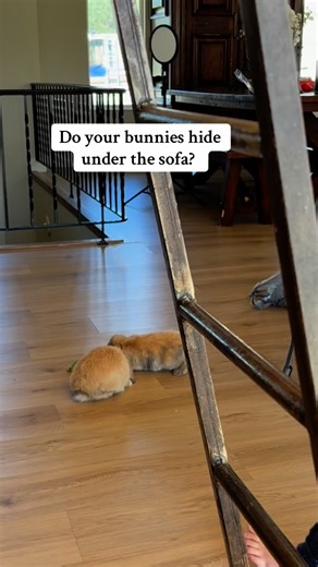 Rabbit Pals on Instagram: "If your bunny runs away from you or hides under the sofa, this is your first step. Wait until they are hungry and give them a snack in the middle of all the family chaos. Make sure to tell your family not to bother the rabbit, not to look at it, just walk by at various speeds and act normal, make normal sounds, and pay no attention to the bunny. When they no longer jump, binky, or run away and can calmly eat their snack, that is when you are ready for the next step whi