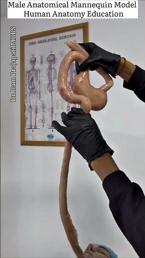 Male Anatomical Mannequin Model | Human Anatomy Education