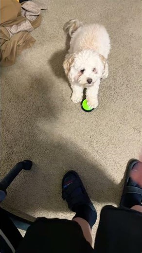 Teaching my dog a new trick #maltipoo #dog #family #dogtricks