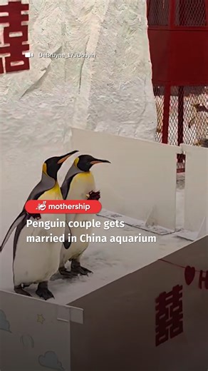 155K views · 1.3K reactions | Even a penguin's getting married before me 沈沈沈 | Mothership | Facebook