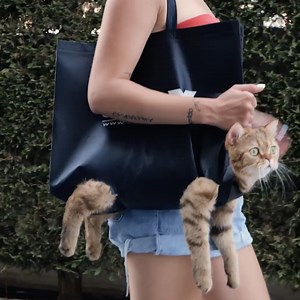 14K views · 74 reactions | Cat Owners, You NEED These Genius Hacks! | 5-Minute Crafts SHORTS | Facebook