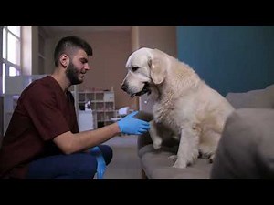 Free Pet Insurance for Low Income Families