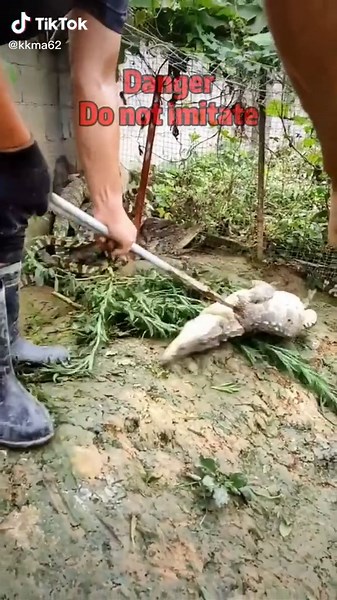 Oh no,please don’t #fyp #tiktok #aligator #breeder