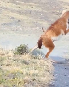 4.6M views · 52K reactions | He Put Up A Good Fight Lowkey | Deja Rubio | Facebook