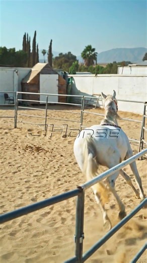 Horse Stable Comfort — A Happy Horse Finds Peace #horse #equestrian #horseriding