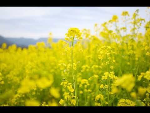 A Course in Miracles (ACIM) Workbook: Lesson 11