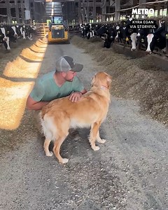 One dog can't believe what it's seeing! | Metro