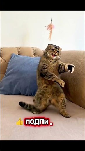 What does he want to say?🙀 #remix #cat #meme #funnycat #shorts #fyp #viral #reels #pets