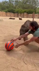 Joyful Elephant's Ball Play This baby elephant's ball game will make you smile! #fblifestyle #AI Generated using Kling AI . . . (For entertainment purposes only. Consult professionals if guidance on activities is presented. No brand affiliation is implied if any are shown. If inspired by true events, creative adaptations may be included. Content may include public footage.) | Fabiosa Digest
