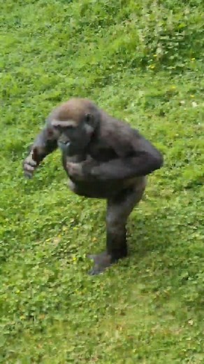 33K views · 1.2K reactions | This young male is learning how to display by beating his chest! #gorilla #asmr #mukbang #gorillaasmr | gorillareel | Facebook