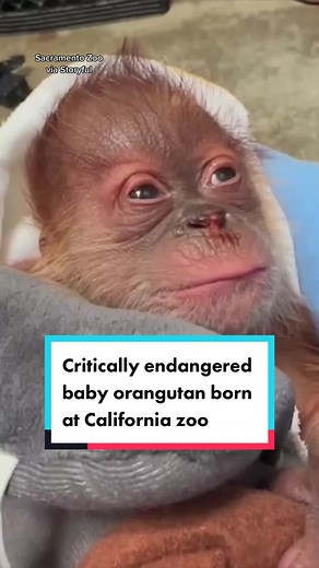 Critically Endangered Orangutan Gives Birth at Sacramento Zoo