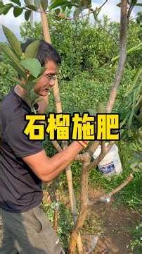 到果园管理番石榴，给它们修枝和施肥，小果也结了很多#微光点亮乡村 #新农人计划 #幸福乡村带头人 #我的乡村生活