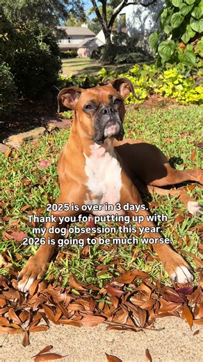 Understanding Boxer Dogs: Traits and Care Tips