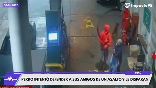 🟪 #Lima 😡💔 ¡Miserables! Perro intentó defender a sus amigos de un asalto y ladrones lo balean. Un perro llamado Choco fue baleado por delincuentes durante un asalto ocurrido en un grifo del distrito de San Martín de Porres. El noble animal intentó defender a los trabajadores del establecimiento cuando dos sujetos armados los despojaban de sus pertenencias personales y herramientas de trabajo. Según indicó la policía, el violento incidente fue captado íntegramente por las cámaras de seguridad 