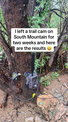 Rachel on Instagram: "Putting a trail cam up is easier said than done. I hiked with this camera several times before I found a secure spot. I like to lock them up. I didn’t think I got anything really at first. I did get a few hikers and a girl about to relieve herself, but she saw the camera and freaked out! Don’t worry I deleted the video 😅 the trail cam I’m using is the gardePro X 60 Pro Max @gardeprocameras . . . #trailcam #gardepro #arizona #wildlife #naturelover #phoenix #southmountain #s