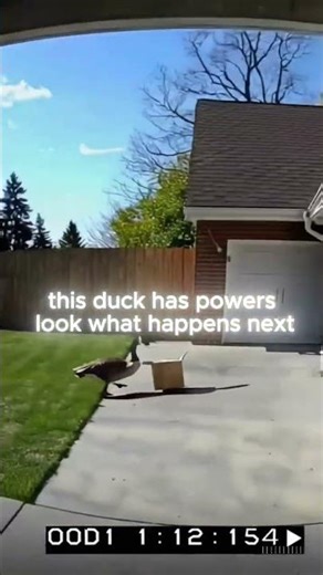 this duck has powers look what happens next