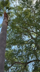 53K views · 421 reactions | Riverbank is open daily in Kronkosky’s Tiny Tot Nature Spot! It’s the perfect way to beat the heat! ☀️ Riverbank is included with Zoo Admission and is FREE for Members! | San Antonio Zoo | Facebook