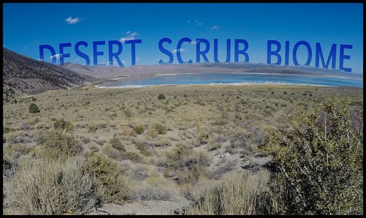 Desert Scrub Biome - Untamed Science