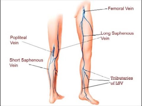 Veins of the Leg; superficial and deep systems, interconnected by perforating veins