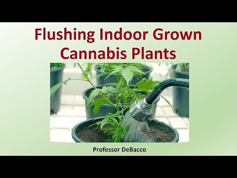 Flushing Indoor Grown Cannabis Plants