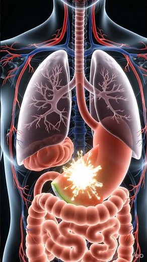 Inside the Human Body: 3D Journey of Organs in Action 🔬