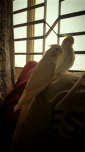 Talking Cockatiels Arguing 🐦 Himu Rupa Funny!#TalkingCockatiels #FunnyBirds #BirdShorts