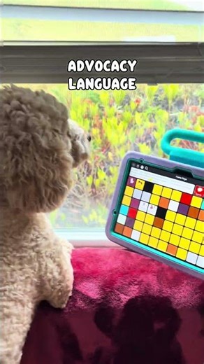 The SLPs #AAC dog….if dogs could use AAC 😂😂 #slp #autism #speechtherapy #goldendoodle