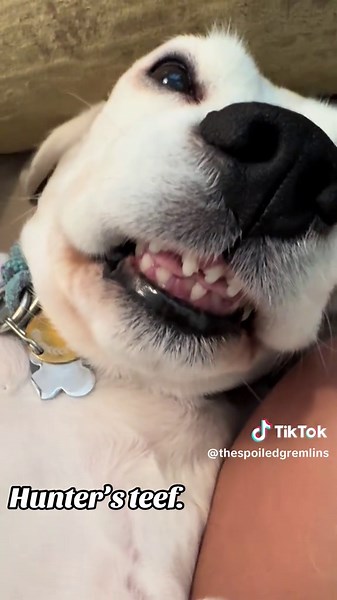 Cute teef. 😬🤭 #beagles #beaglesoftiktok #thespoiledgremlins