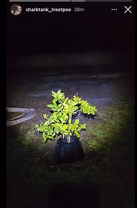 Tree-T-Pee’s doing what they do best. Frost Protection! In stock at...