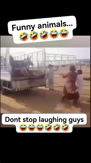 Funny moments of animals... 🤣🤣🤣😂 #forcontent #forfun #funnyvideos #funnymemes #reels #facebookreels | Romark Vlog