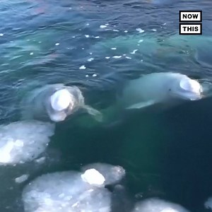 2M views · 7.1K reactions | This 'whale prison’ is holding roughly 100 orcas and belugas captive while they await sale to Chinese aquariums and theme parks | NowThis | Facebook