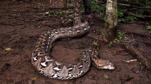 Giant python: This snake breaks records