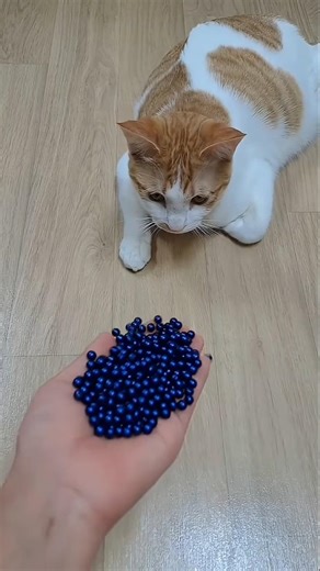 Relaxing Cat & Bells 🔔 🐱 | Smooth Reverse ASMR Flow #shorts #cat #relaxing #reverseasmr