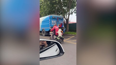Dog rides on back of scooter with paws wrapped around owner - just like a human