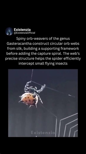 How the Spiny Orb-Weaver Builds Its Web