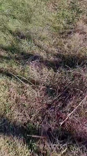 Mereu reuseste sa ma gaseasca cand fug 😂😂 #viral #viralvideos #funny #pamflet | Virginia Gruia