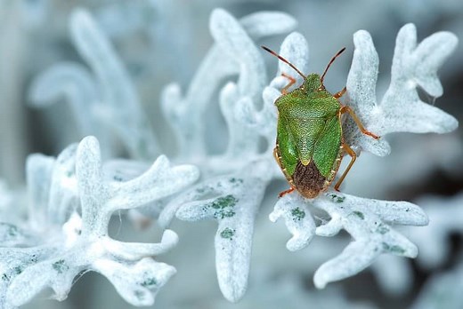 9 Stink Bug Spiritual Meaning: Green, Black, and Brown