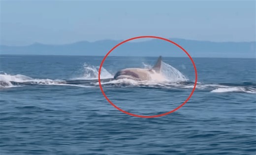 Mysterious Creature Spotted Leaping from the Ocean Off Japan’s Northern Coast For the First Time!