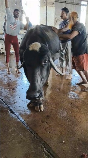 Slaughter House Ka Androoni Sach! Sab Hairan! 🔥 #viral #trending #shorts