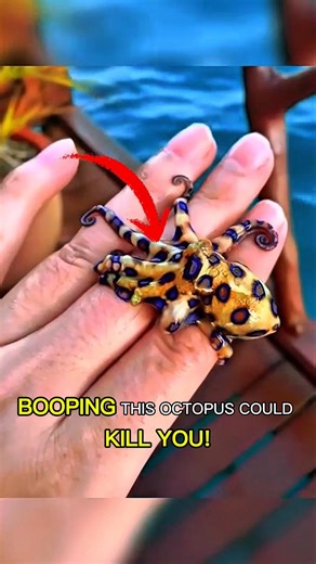 Why this Cute Octopus is the Ocean's Deadliest. #blueringedoctopus #venomousanimals #marinelife