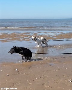 Our handicans went for their annual trip to Formby beach and what a blast they had 🏖️🐶🐶🐶🏖️ Please tell Odin, Lollipop, Roo, Clive, Panda, Candy and Laika how inspirational they are 👇 #abilitynotdisability | Dogs 4 Rescue