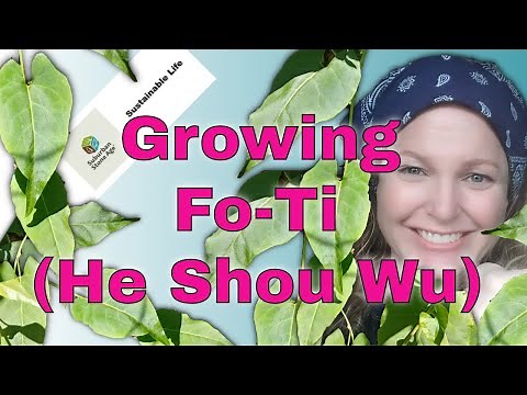 Growing He Shou Wu / Fo-Ti / Chinese knot weed / Fallopia multiflora - 25 year old plant!