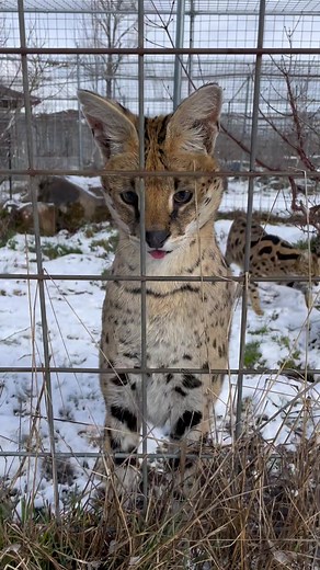 Adorable African Serval Playing in the Snow