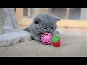 British Shorthair 4 weeks old playing